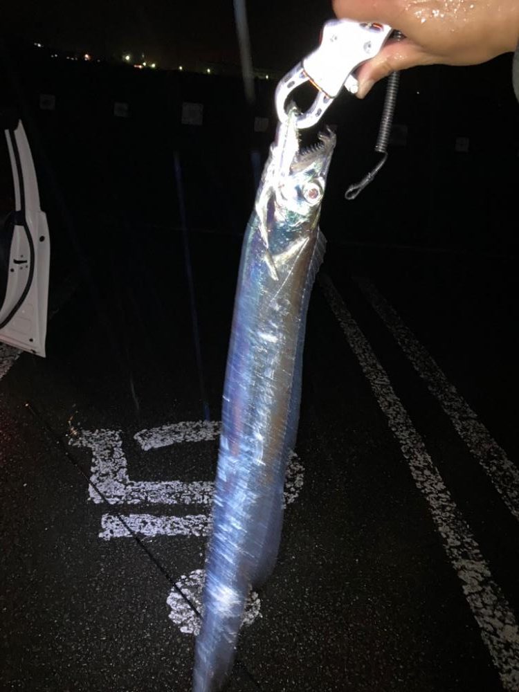 シーバスを求めて