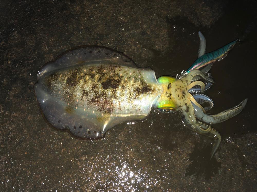一瞬の地合