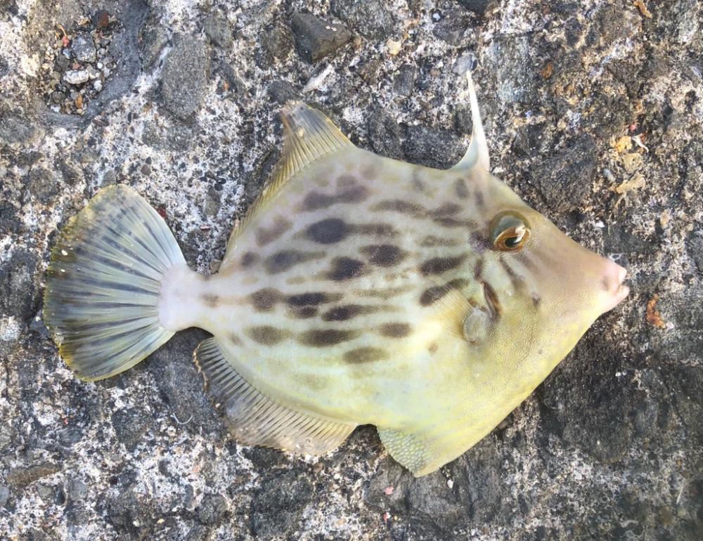 今年初カワハギ