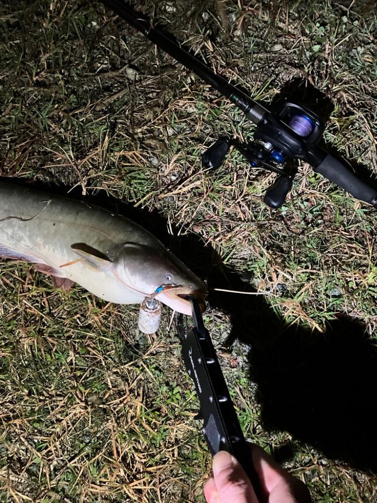 秋のナマズ祭り?
