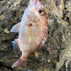 がまかつ公式投稿　調査編