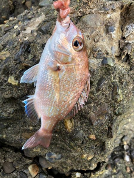 がまかつ公式投稿　調査編