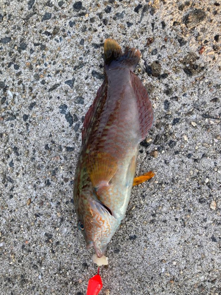 青物が釣れません…