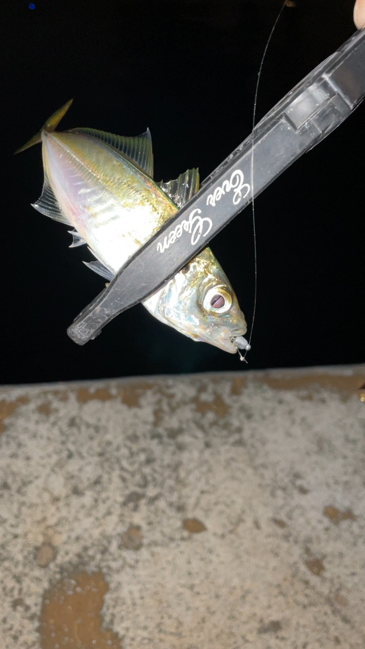 アジングナイト