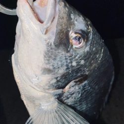 ヘチってきました