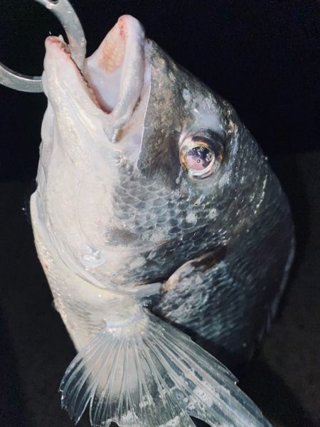 ヘチってきました