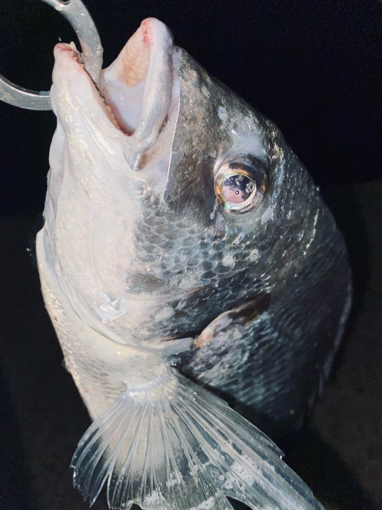 ヘチってきました