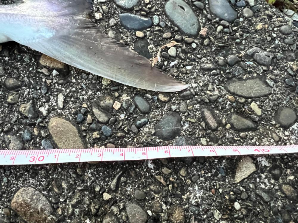 まだまだ活性高い〜