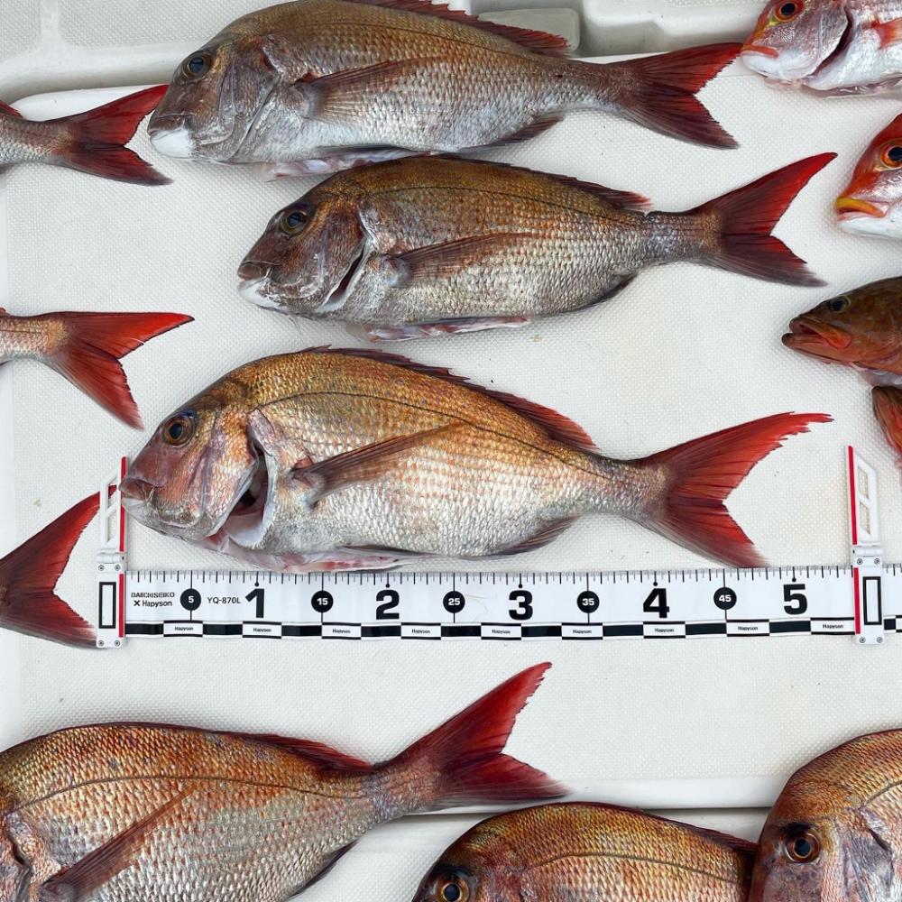 タイラバジギングで真鯛HIT⋆*🐟♬