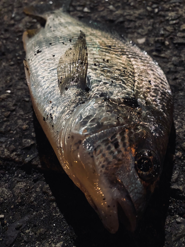 ヘチってきました