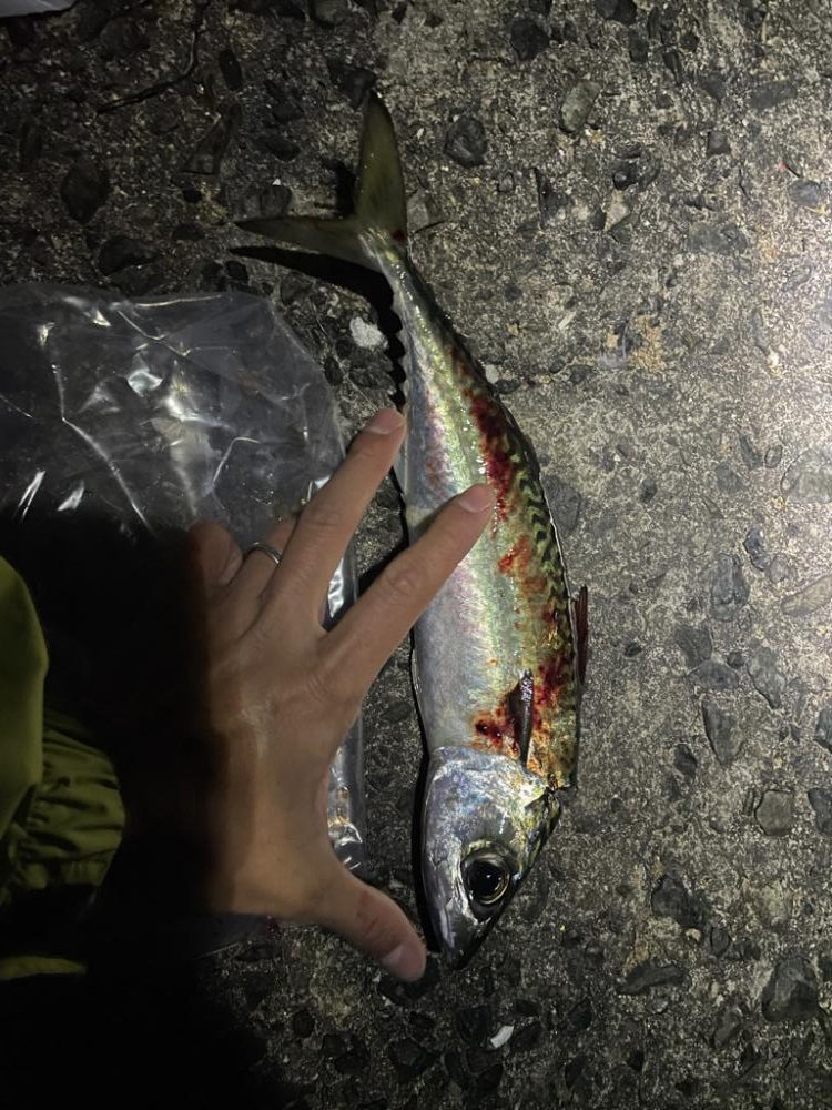 フロートとジグヘッドで釣り