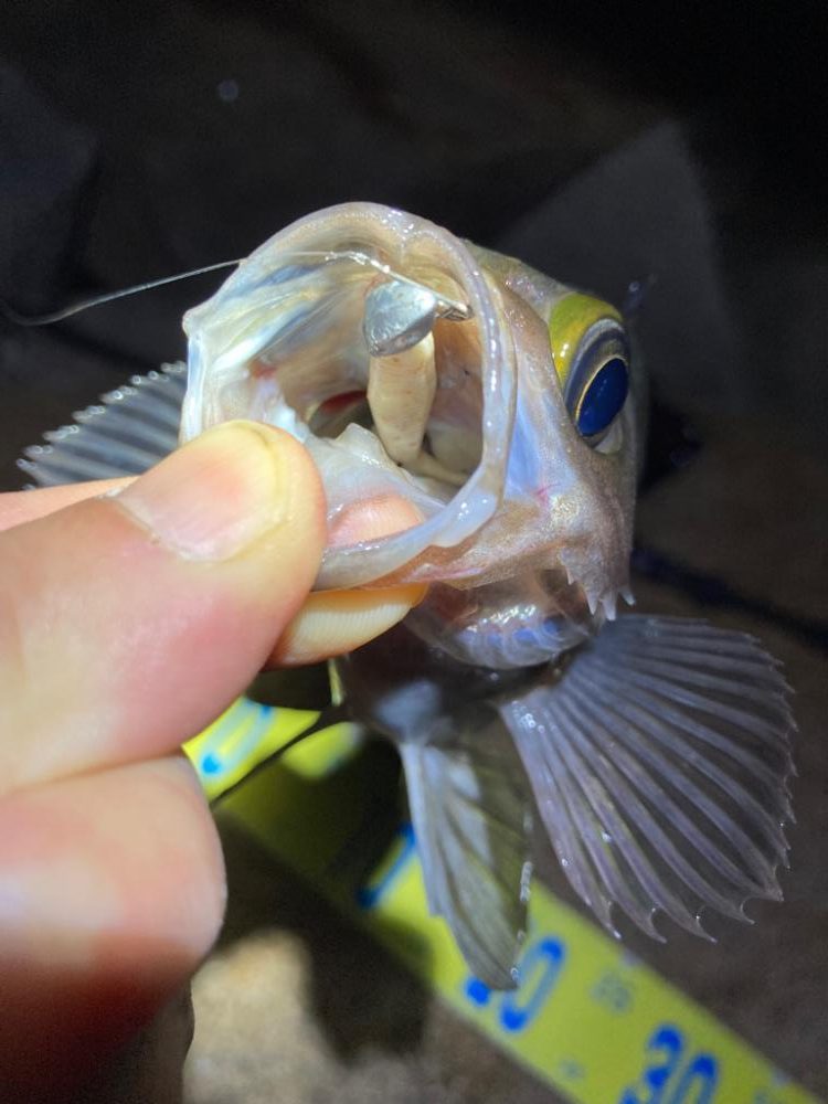 おもわね外道メバリング