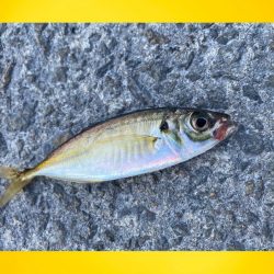 干潮の時刻に近くスタート