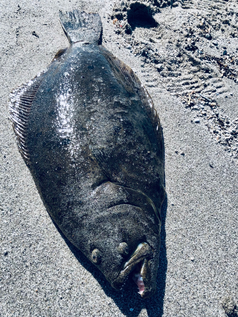 久しぶりの吹上ヒラメ