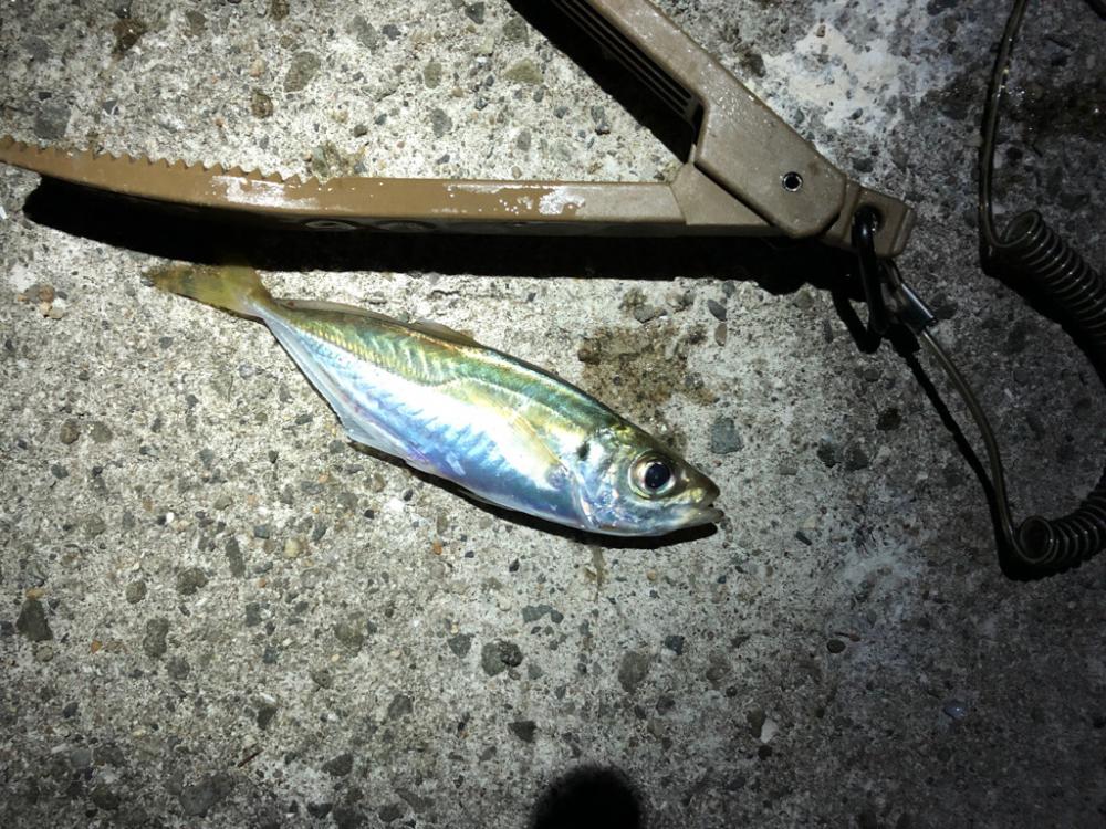 渋くてもやめられないアジング