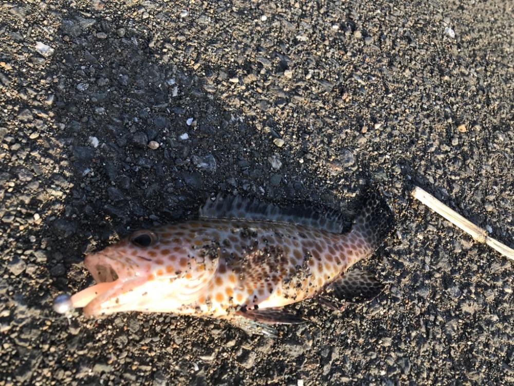 ヤエン釣りの合間