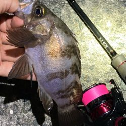 なんとかゲット。明石でメバル