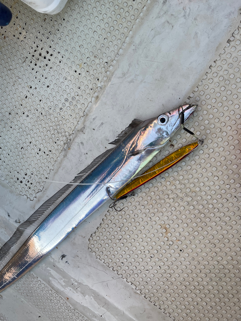 タチウオジギング