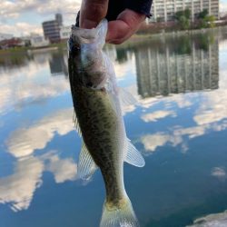 水路から続々バスが