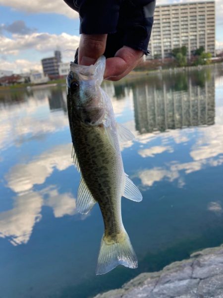 水路から続々バスが