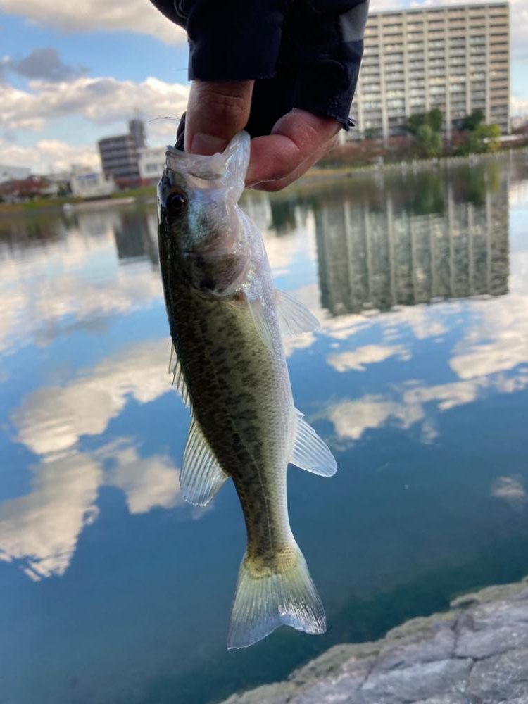 水路から続々バスが