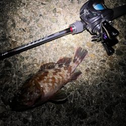 アコウ狙い　40UP釣りたい