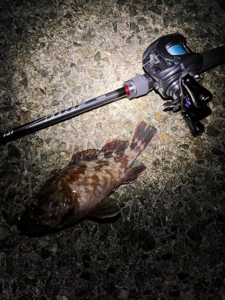 アコウ狙い　40UP釣りたい