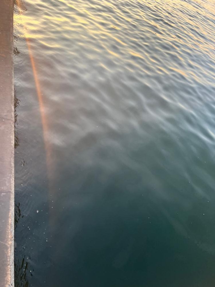 いつものアジング