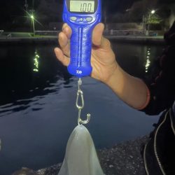 アオリイカ釣り