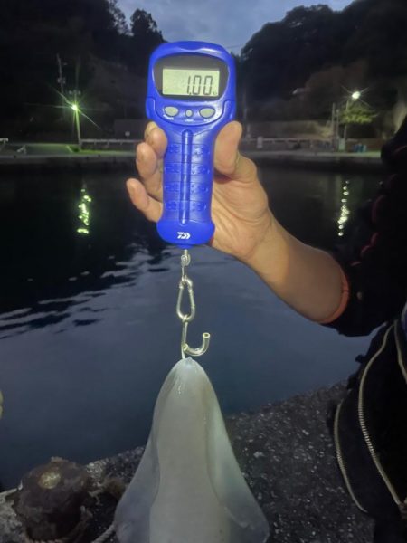 アオリイカ釣り