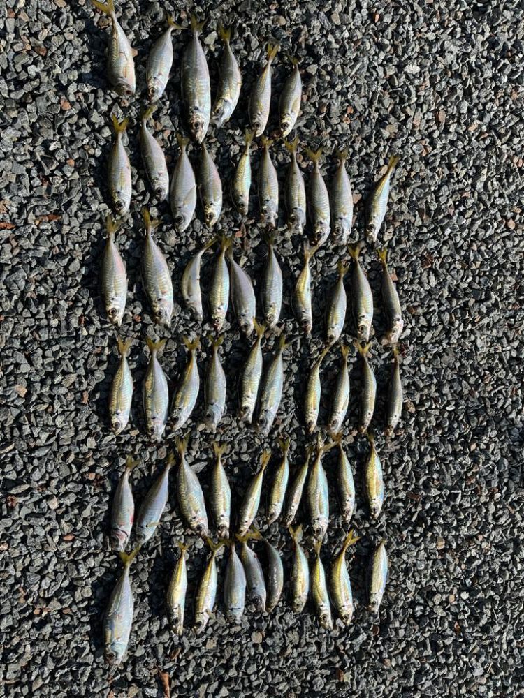 選り好みの激しい鯵