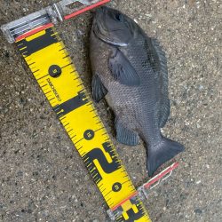 強い引きを期待して