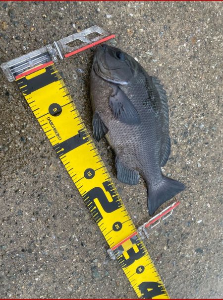 強い引きを期待して