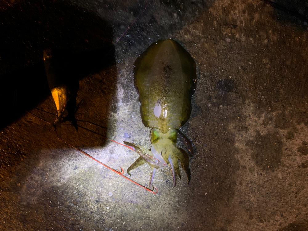 アオリイカ釣り