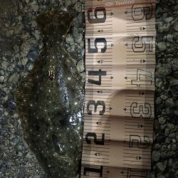 ナイトサーフ　ヒラメ