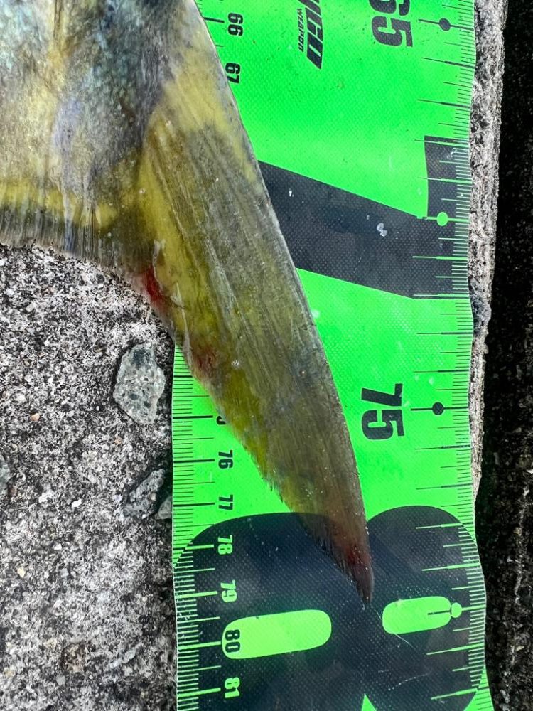 フラット！！！