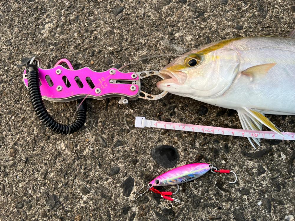 久しぶりにいつもの堤防