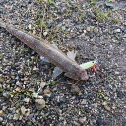 雨降り後はダメ