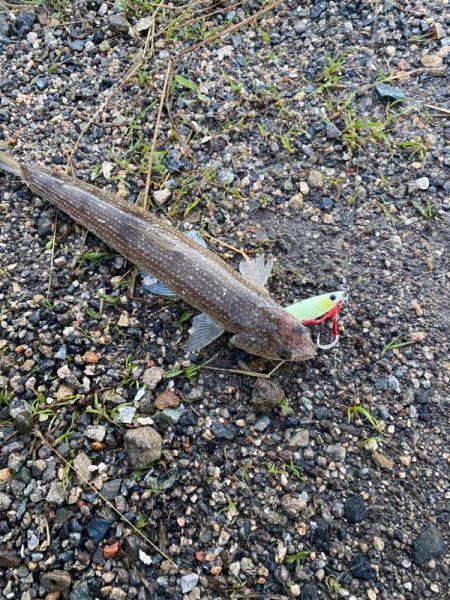 雨降り後はダメ