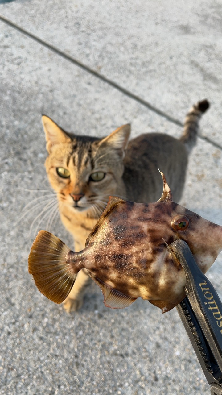 初めての尺アジ！