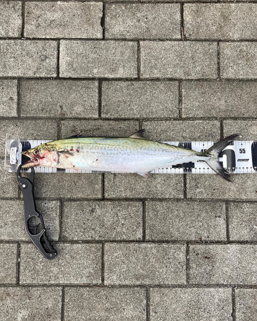 青牙カッター喰らうも。青牙リベンジ55cm。。