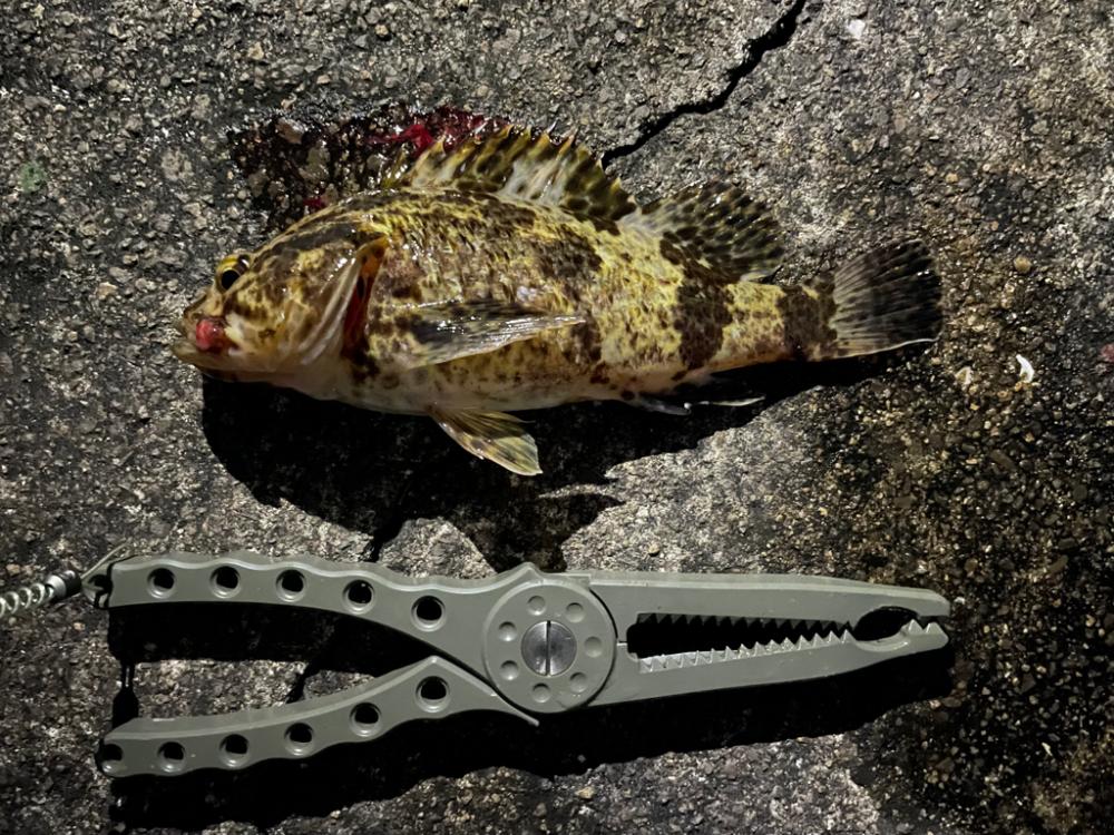 タケノコメバル