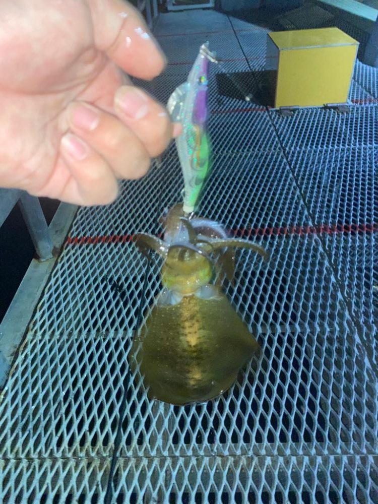 とっとパーク小島！エギング釣行