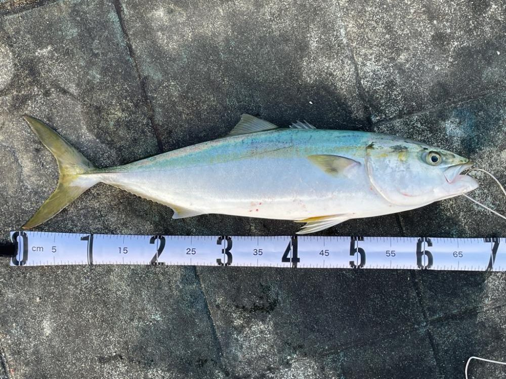 エレベーターで2本来ました🐟🐟