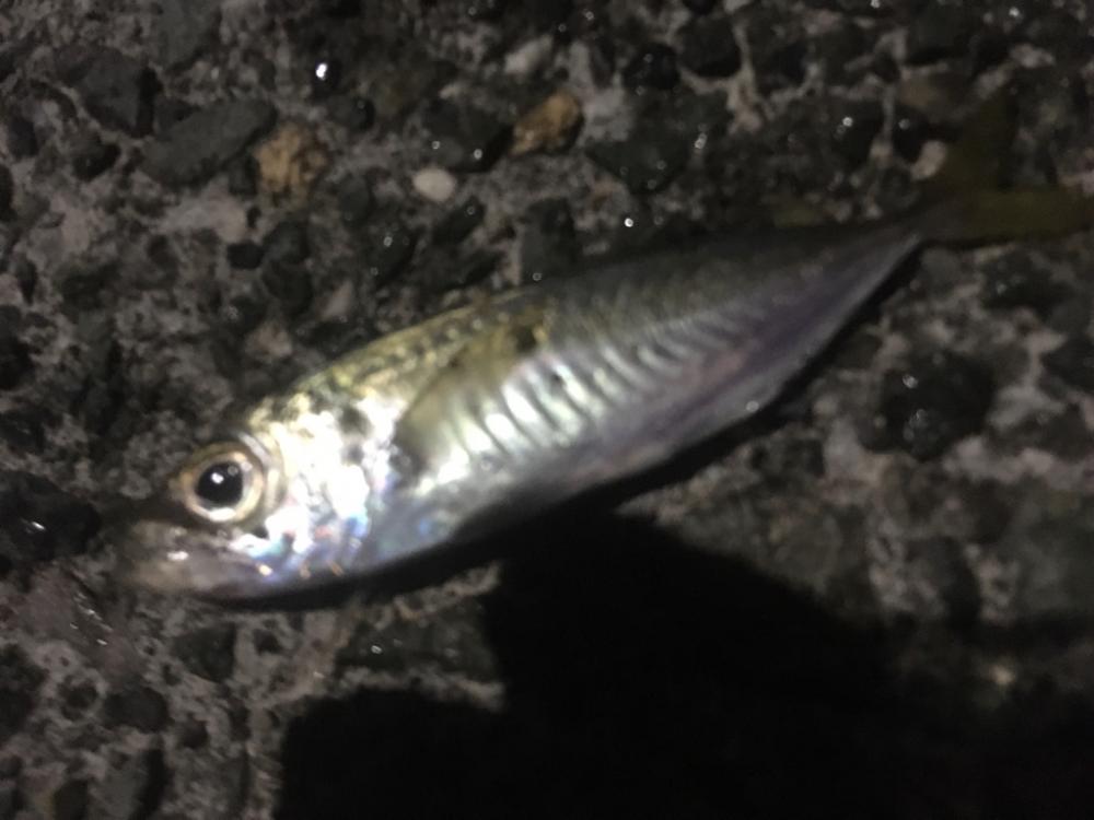 心残りの日本海