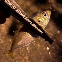 豆アジ楽しめました