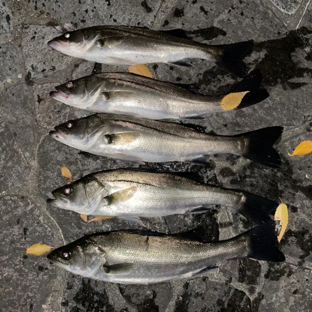 ボートシーバス