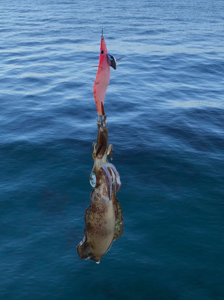 シャローに幸ありpart.2