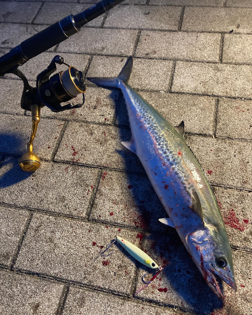 湾奥コスモ大潮初日。青牙サゴシ54cmギリメジロ65cm。。