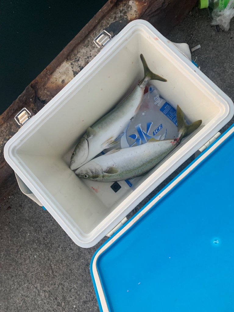 ハマチ！ナブラ！